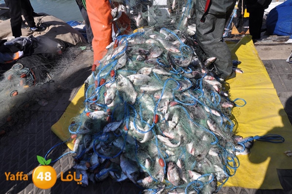 samak denisss (41).JPG